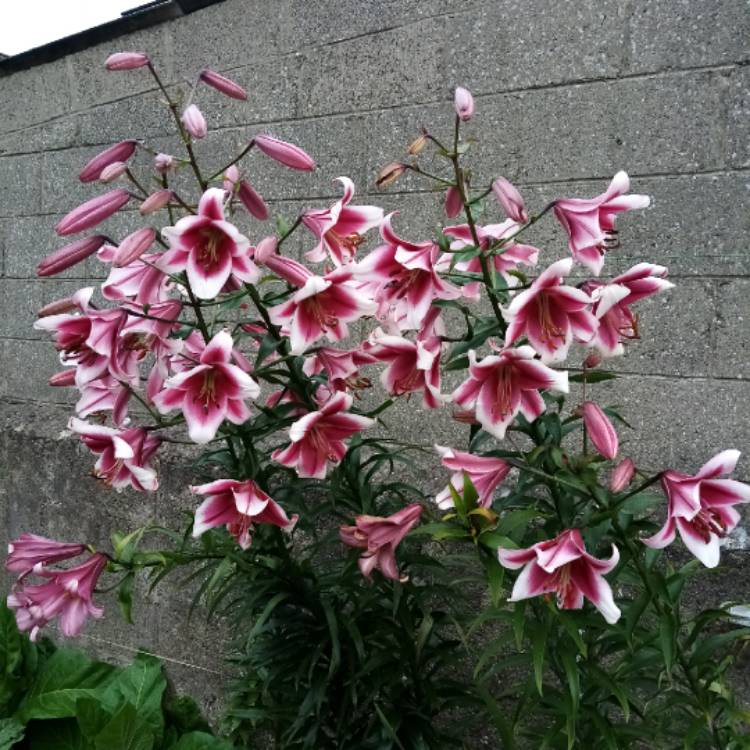 plant image 1355178