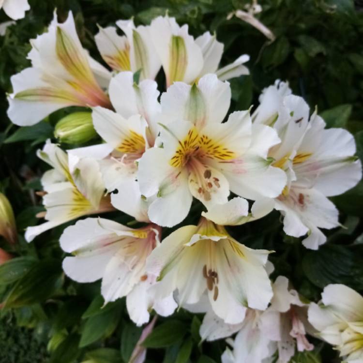 plant image 1372745