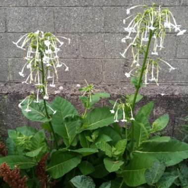 Nicotiana Sylvestris