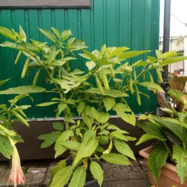 Brugmansia