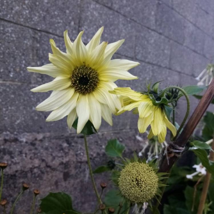 Plant image Helianthus annuus 'Italian White'