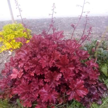 Heuchera 'Boysenberry' (Indian Summer Series)
