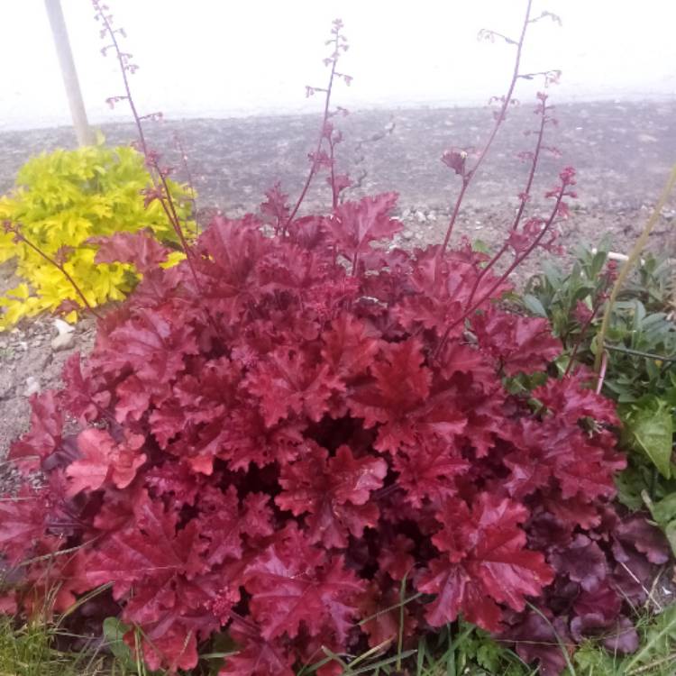 plant image 1474118 plant image 1474118