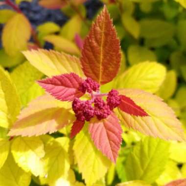 Spiraea japonica 'Goldflame' syn. Spiraea x bumalda 'Goldflame'