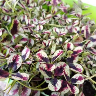 Trifolium repens