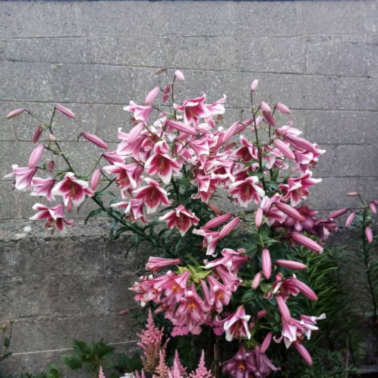 plant image 1514413