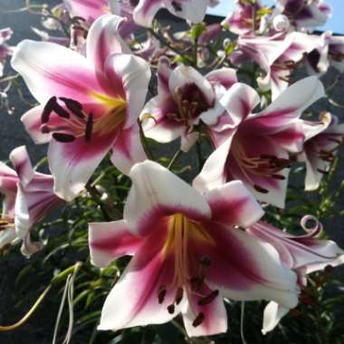 Lilium