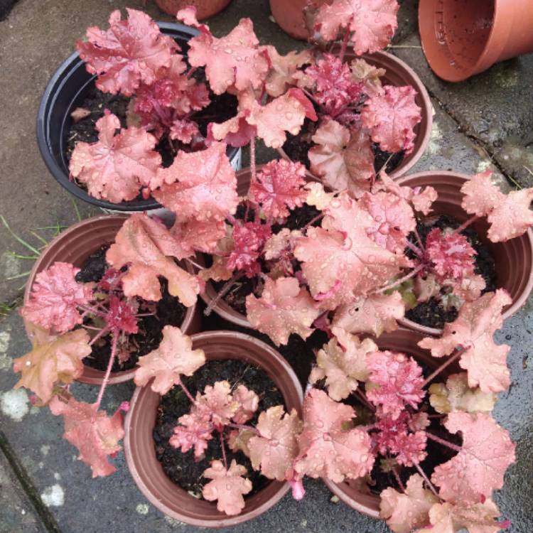 plant image 1575146 plant image 1575146