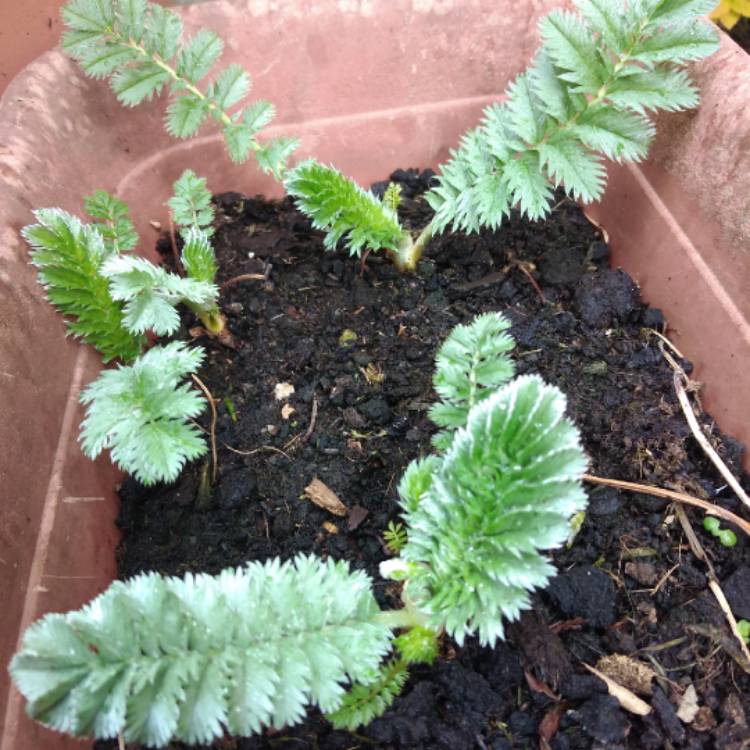 Plant image Potentilla anserina syn. Argentina anserina