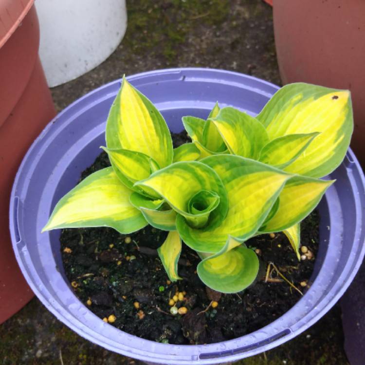 plant image 1575856 plant image 1575856