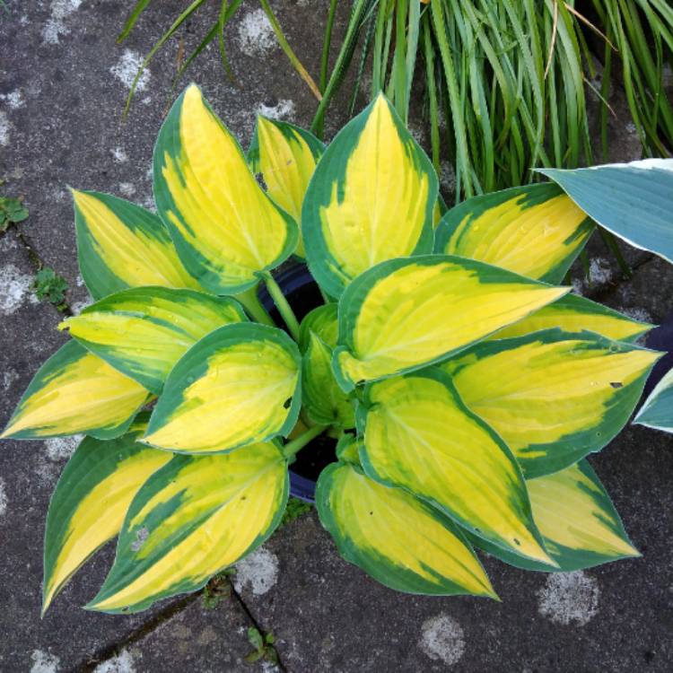plant image 1584844 plant image 1584844