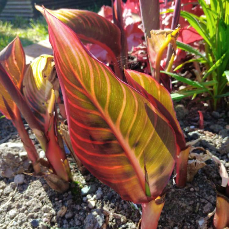plant image 1589382 plant image 1589382