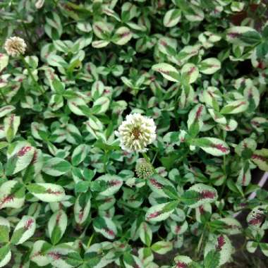 Trifolium repens