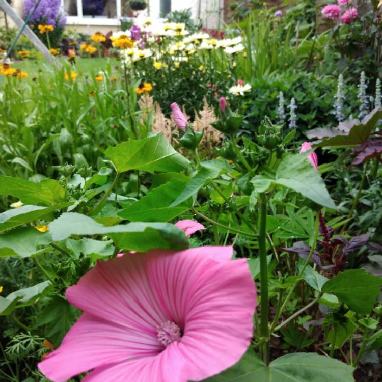 plant image 1611591