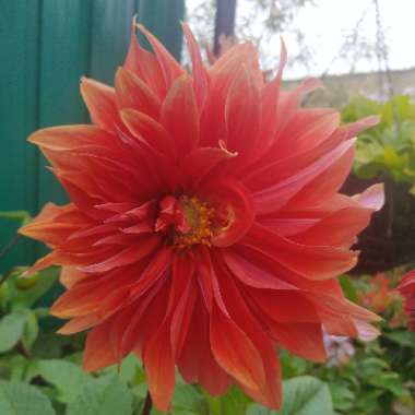 Dahlia 'Color Spectacle' syn. Dahlia 'Colour Spectacle'