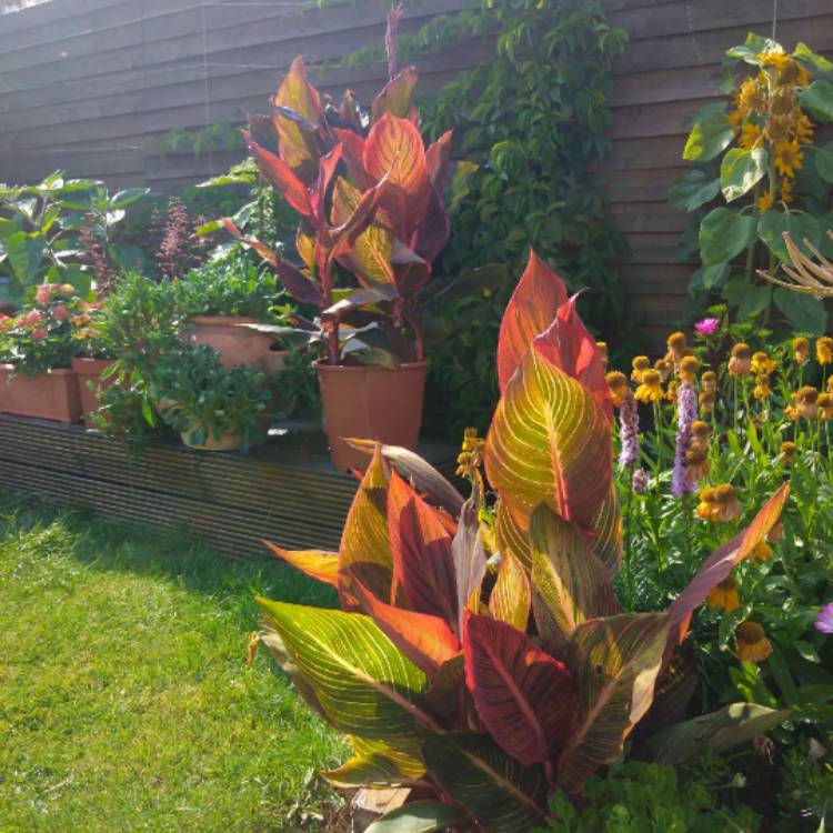 Plant image Canna 'Phasion' syn. Canna 'Durban', Canna 'Tropicanna', Canna 'Inferno'