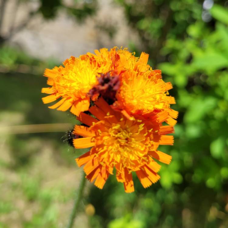 Plant image Hieracium