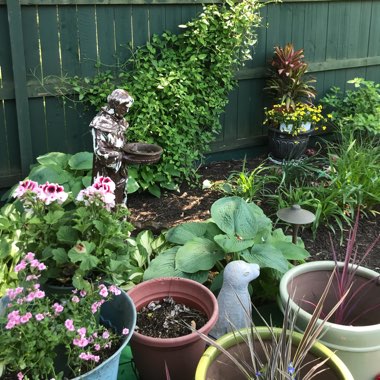 Alana's garden