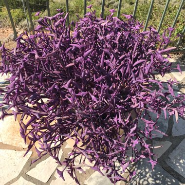 Tradescantia pallida 'Variegata'