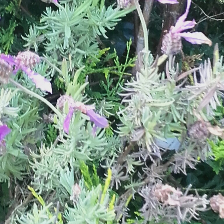 Plant image Lavandula Dentata