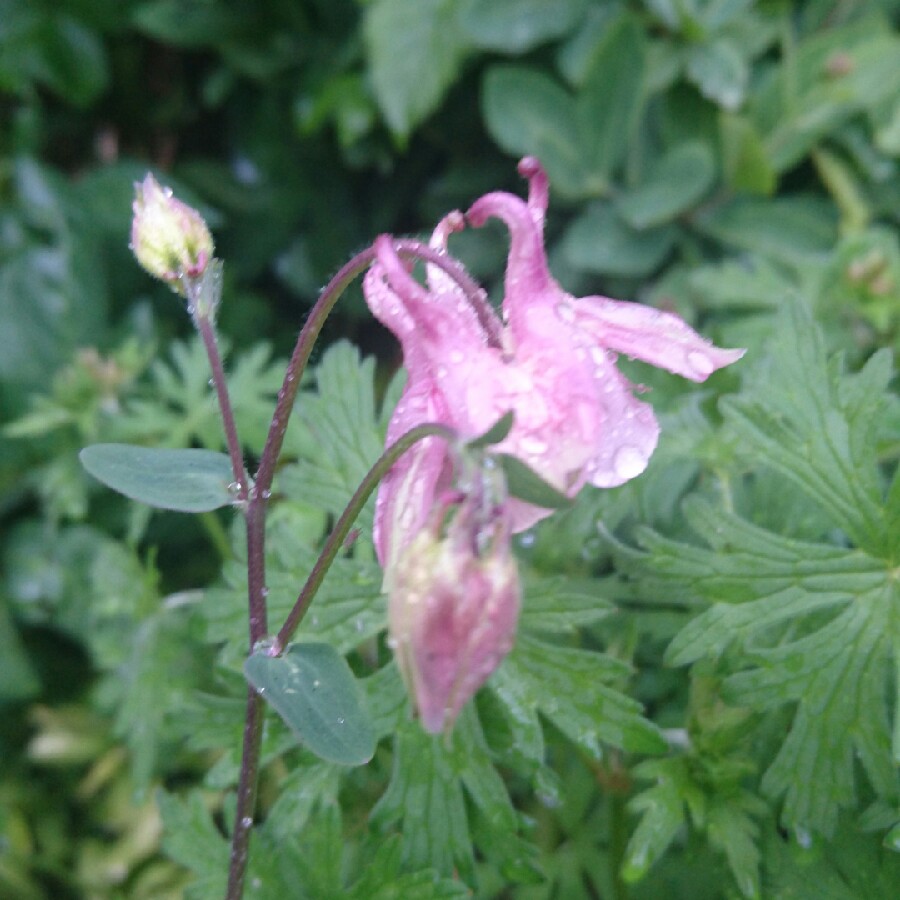 plant image 76317