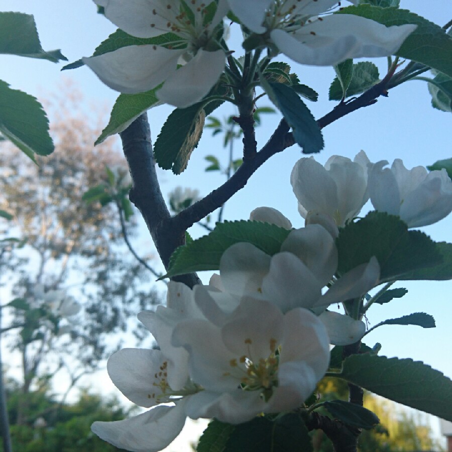 plant image 76346
