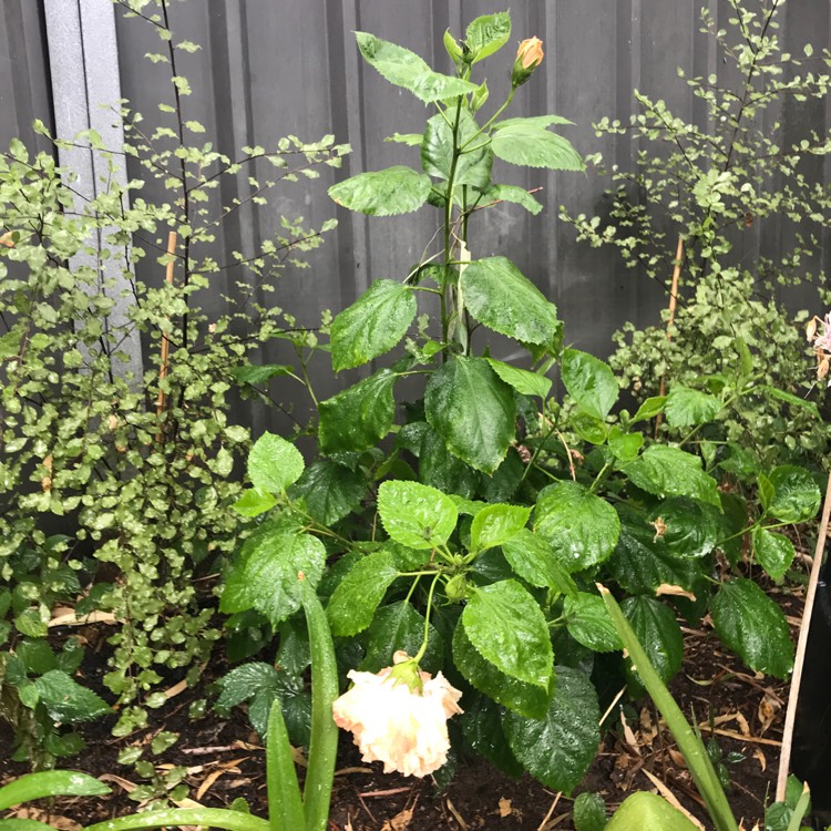 plant image 617776