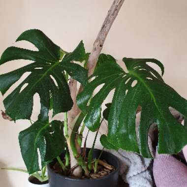 Monstera deliciosa