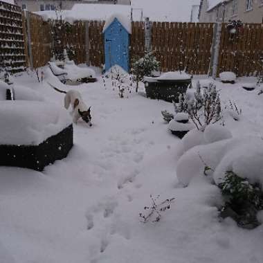 Alan's garden