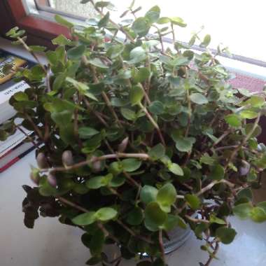 Elephant Bush