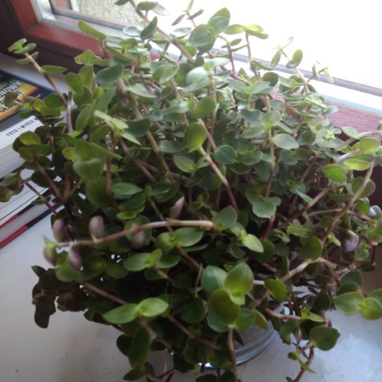 plant image 1025917