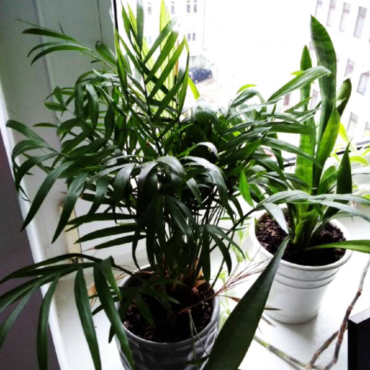 plant image 931858
