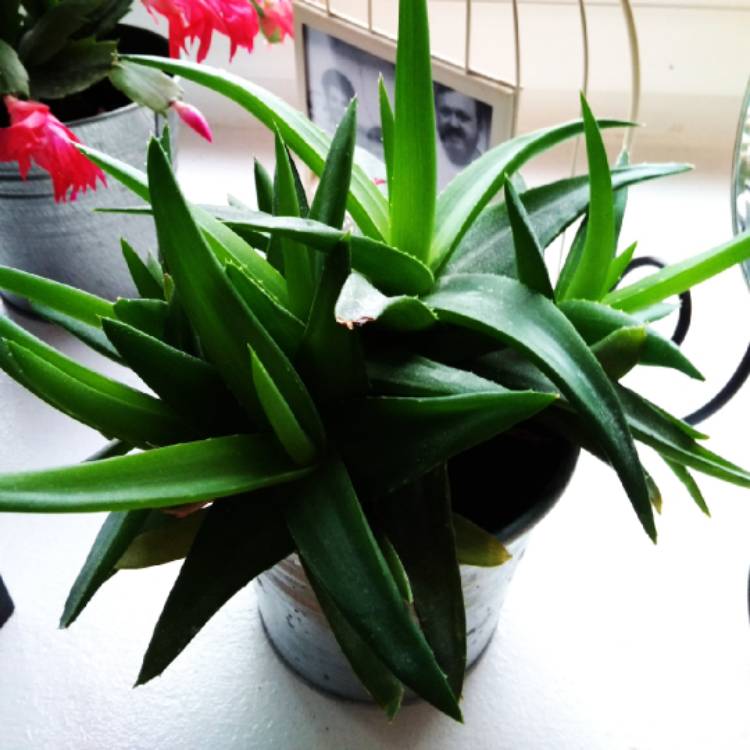 plant image 931859