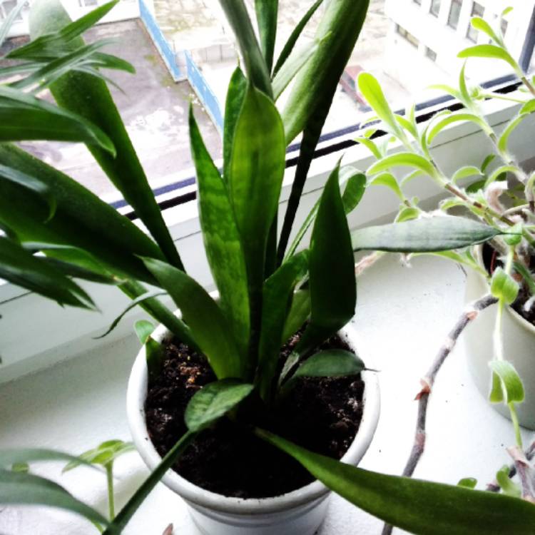 plant image 931861
