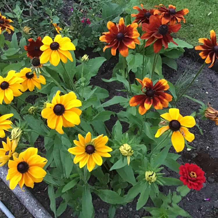 Plant image Rudbeckia hirta 'Rustic Dwarf Mix'