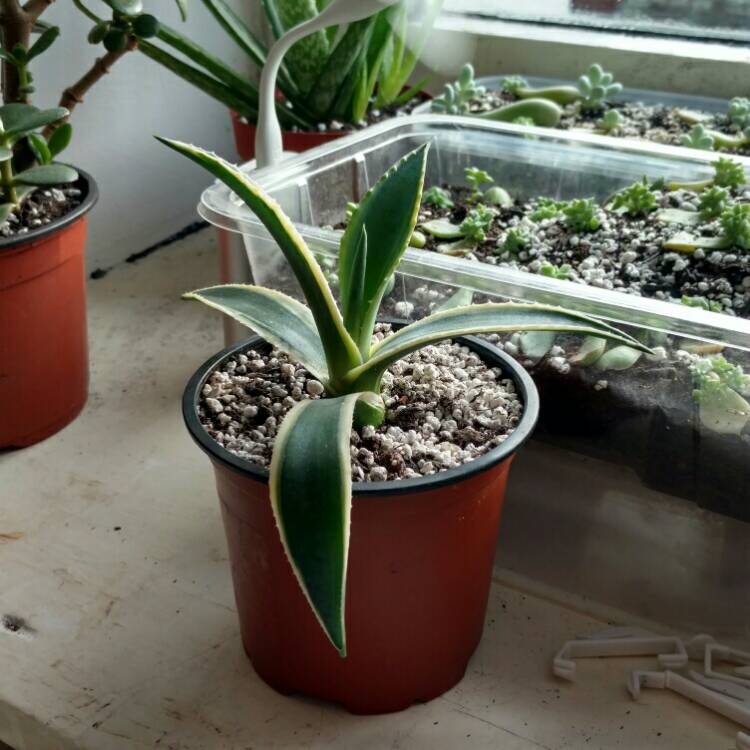 plant image 292522 plant image 292522