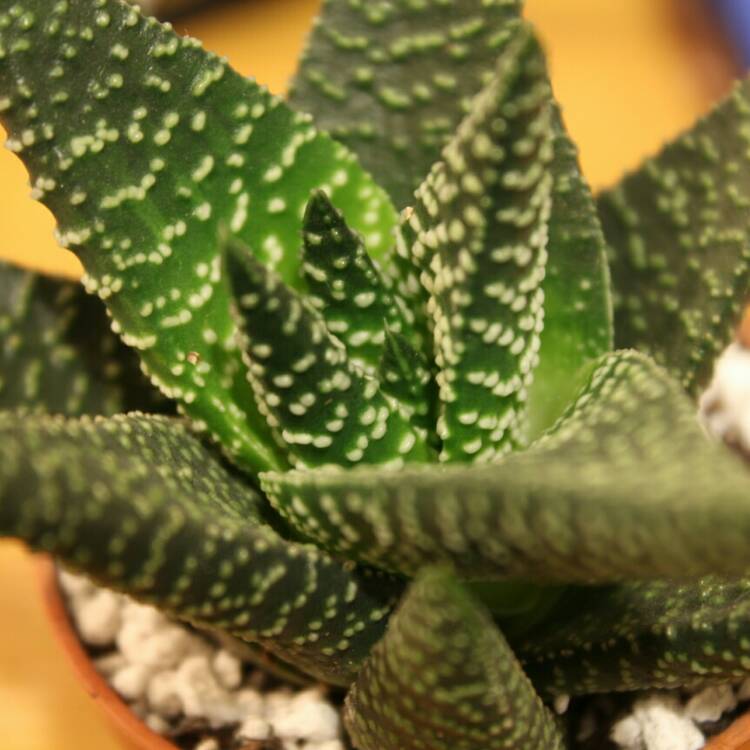 plant image 296760 plant image 296760