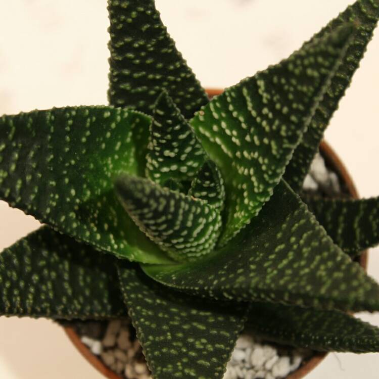 plant image 296761 plant image 296761
