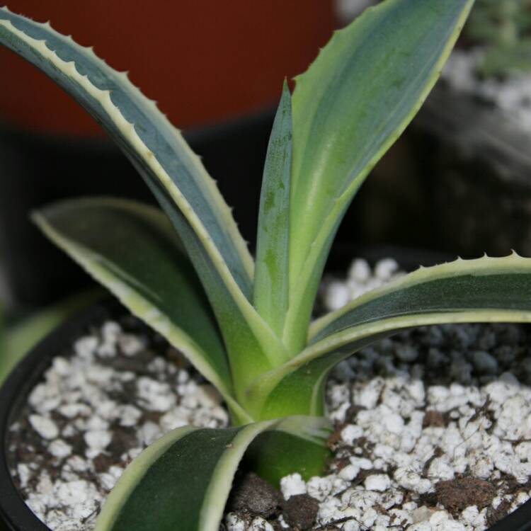 plant image 296767 plant image 296767
