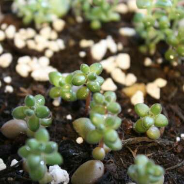 Sedum Stahlii