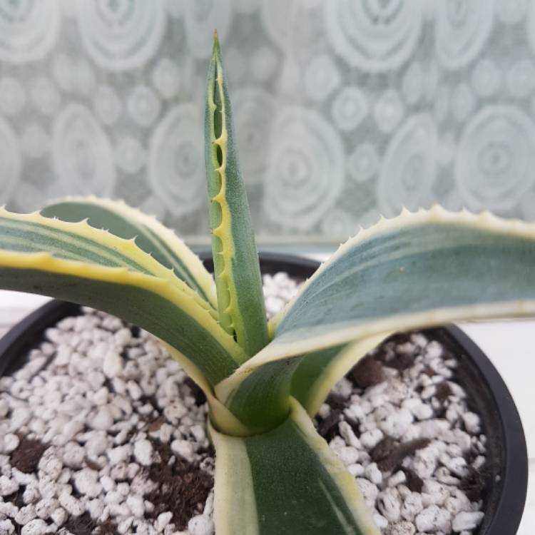 Plant image Agave Americana 'Marginata'