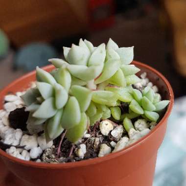xGraptoveria Titubans