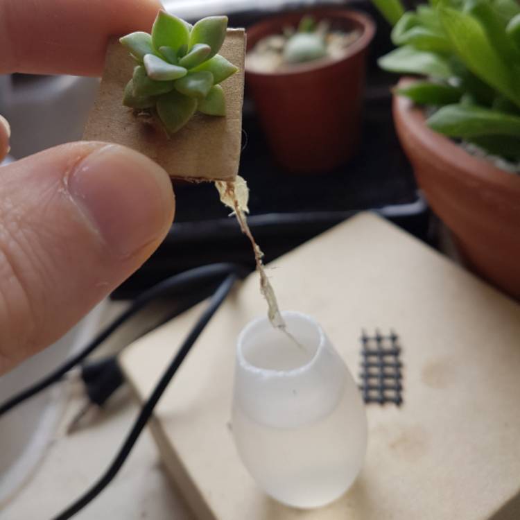 plant image 359564