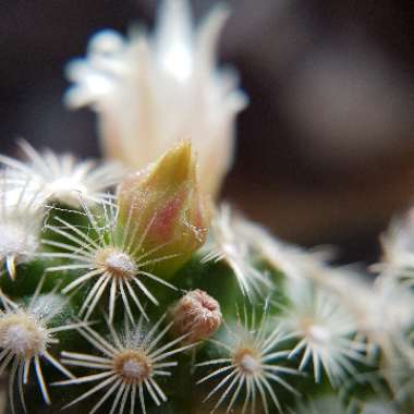 Mammillaria elongata
