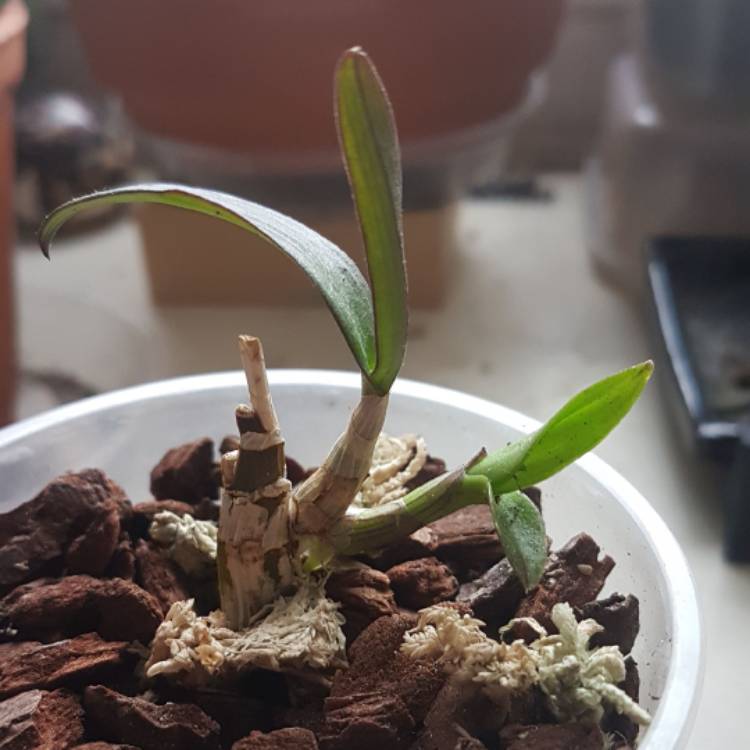 plant image 444844
