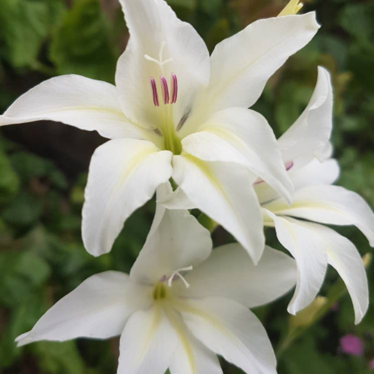 plant image 450461