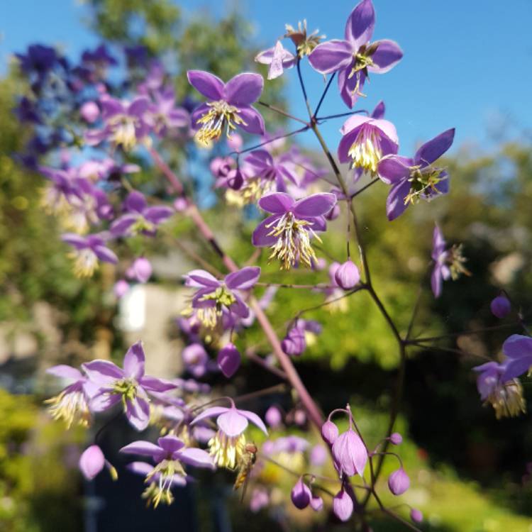 Plant image Thalictrum delavayi
