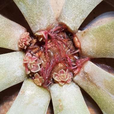 Echeveria Perle Von Nurnberg