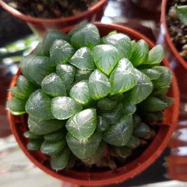 Haworthia obtusa var. pilifera