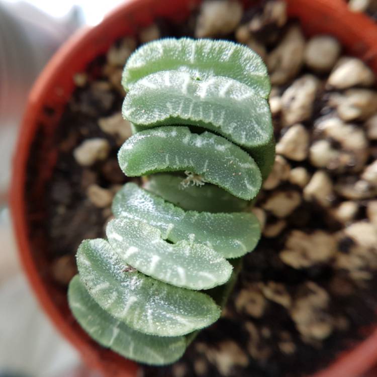 plant image 604725